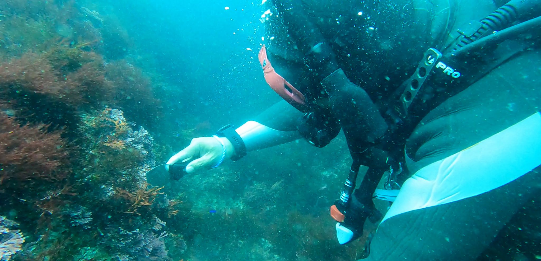 オブジェ(欅)　陸、海、川、湖　(生態系) 磯焼けに挑む ― ダイバーだからできること：AWARE MONTH 西川名