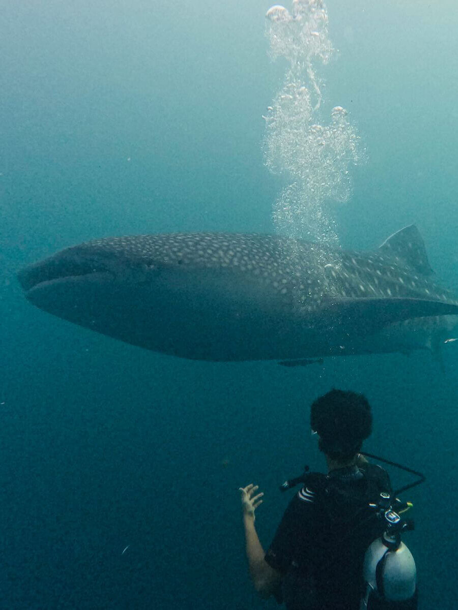 Aarav Junior AmbassaDiver con squalo balena