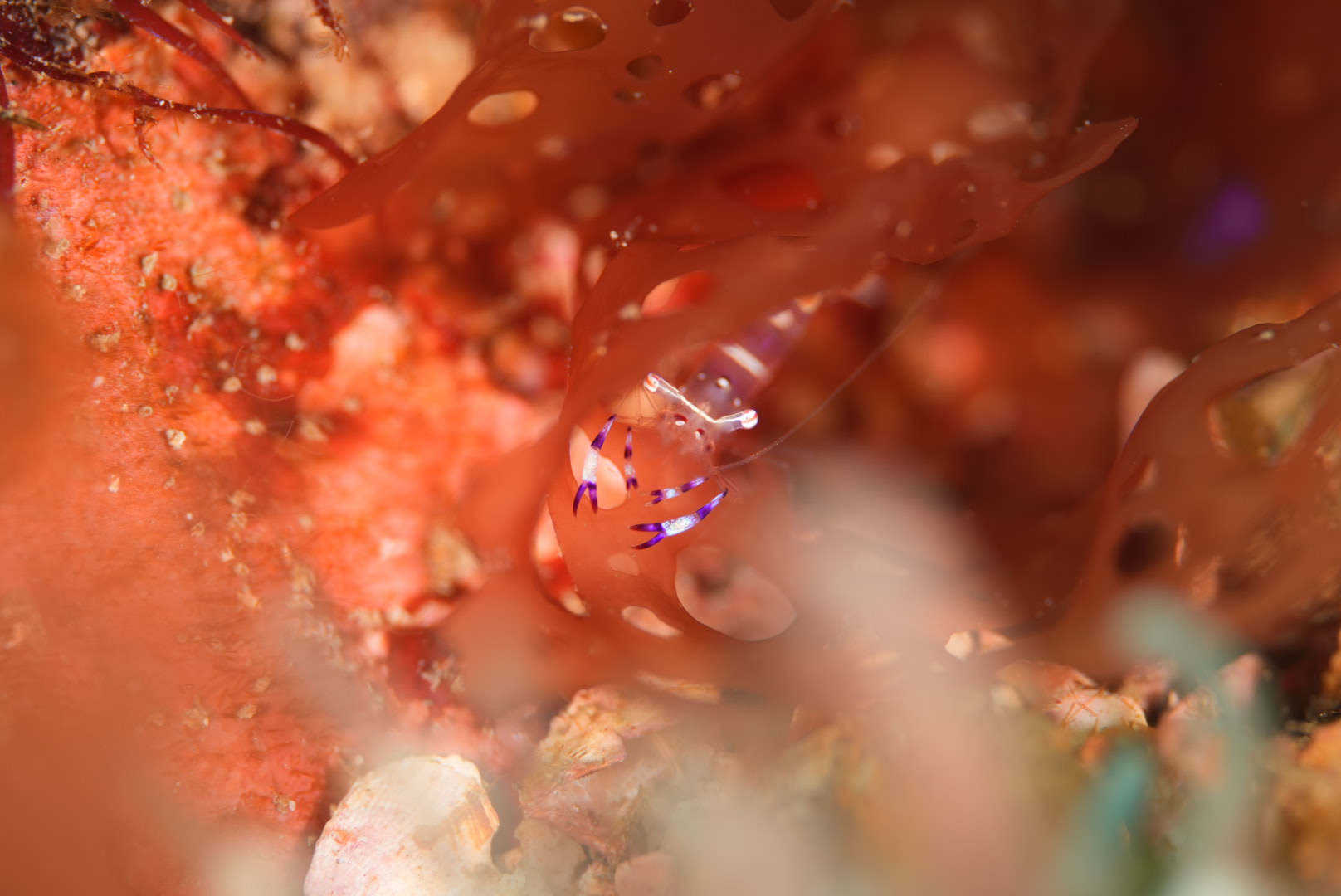 A colorful shirmp in Hozaura, Japan