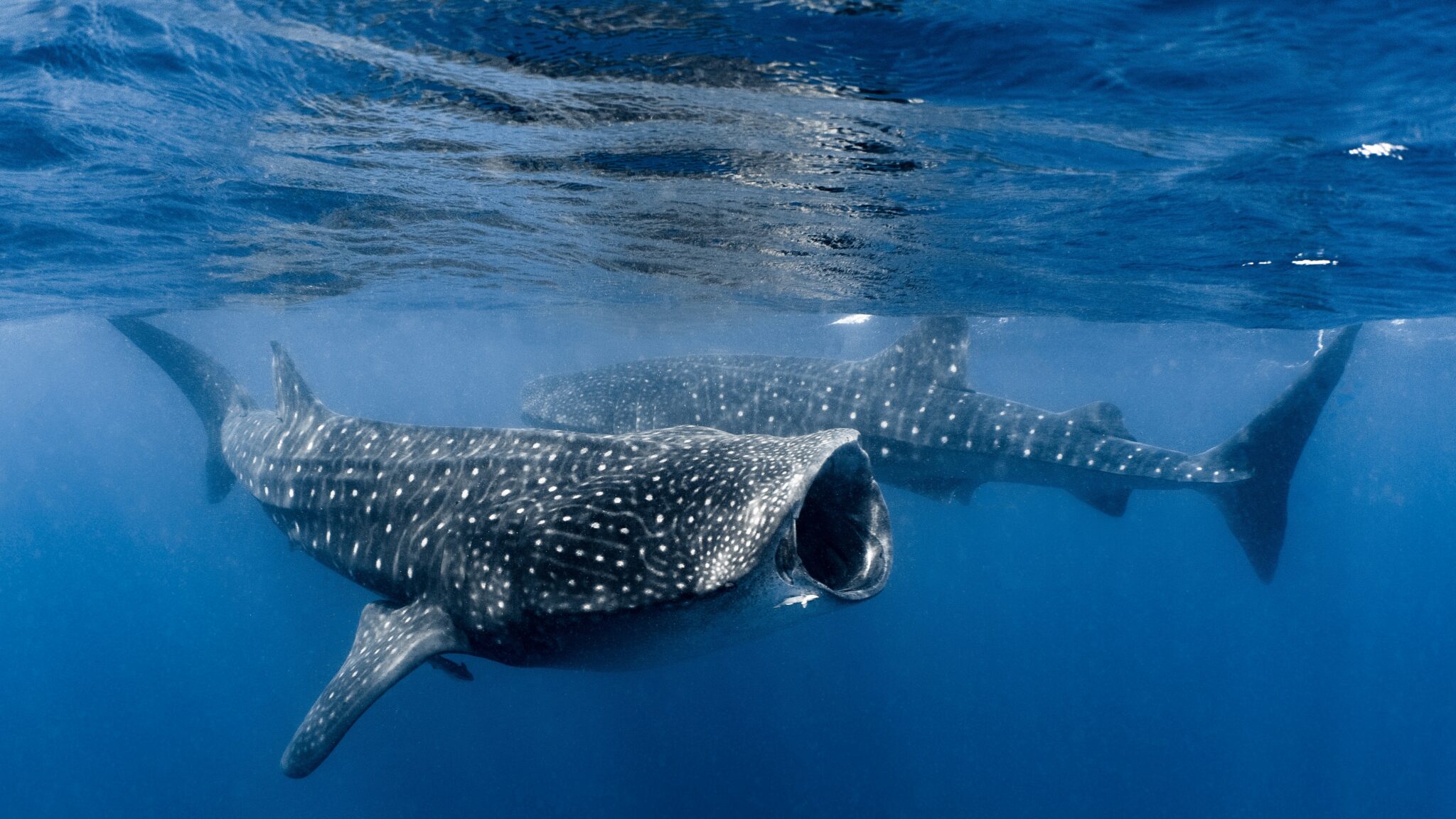 2 Whale Sharks Feeding at surface- @OceanRaysPhotography Crédito Rayna O'nan