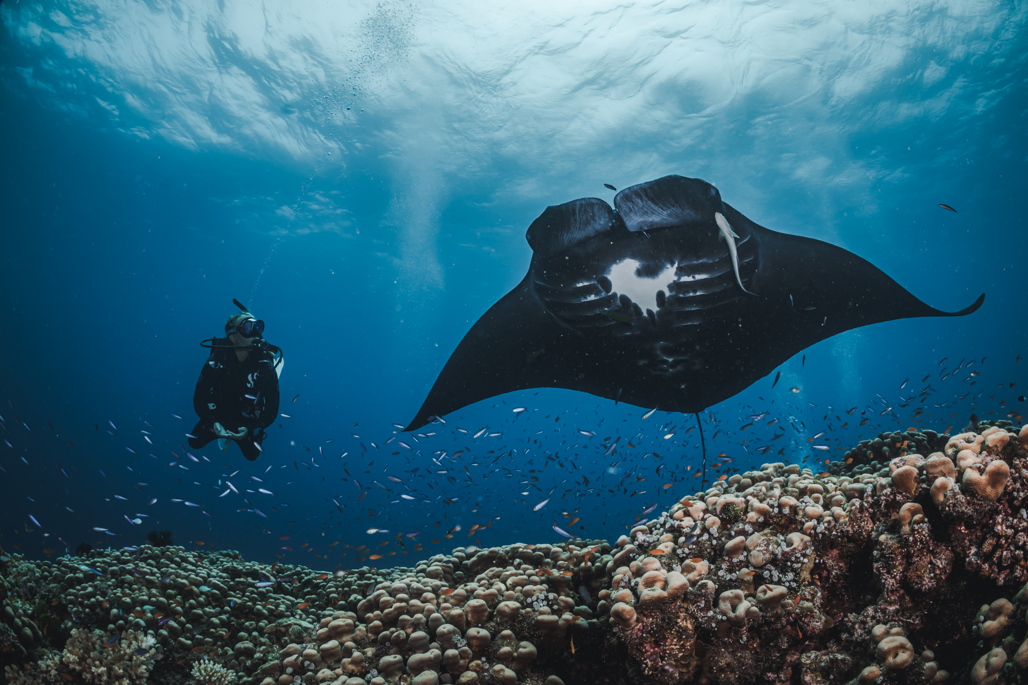 Buceador junto a una manta raya negra planeando sobre un arrecife