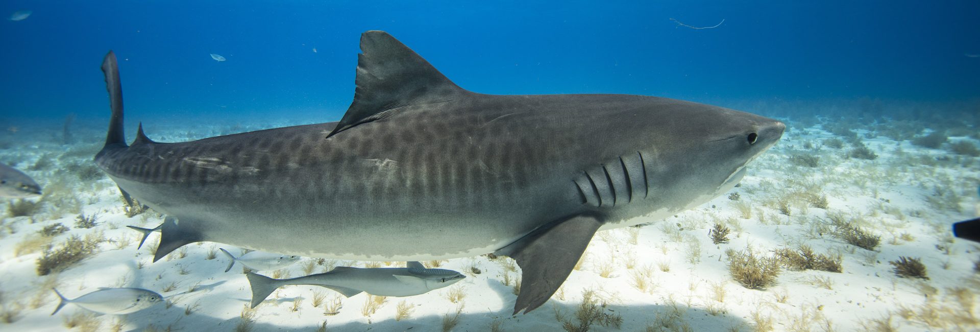 Gardiens du bleu : histoires inspirantes sur la préservation des requins et des raies