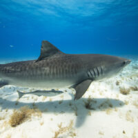 Tiger shark swimming over white sand