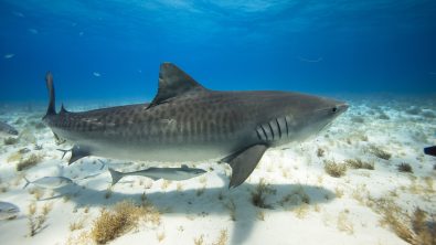 Tiger shark swimming over white sand