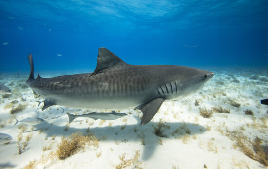 Tiger shark swimming over white sand