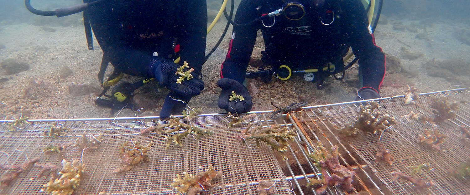 AWARE MONTH 2026「平沢サンゴ植樹～海に刻むひと枝の願い」実施しました！