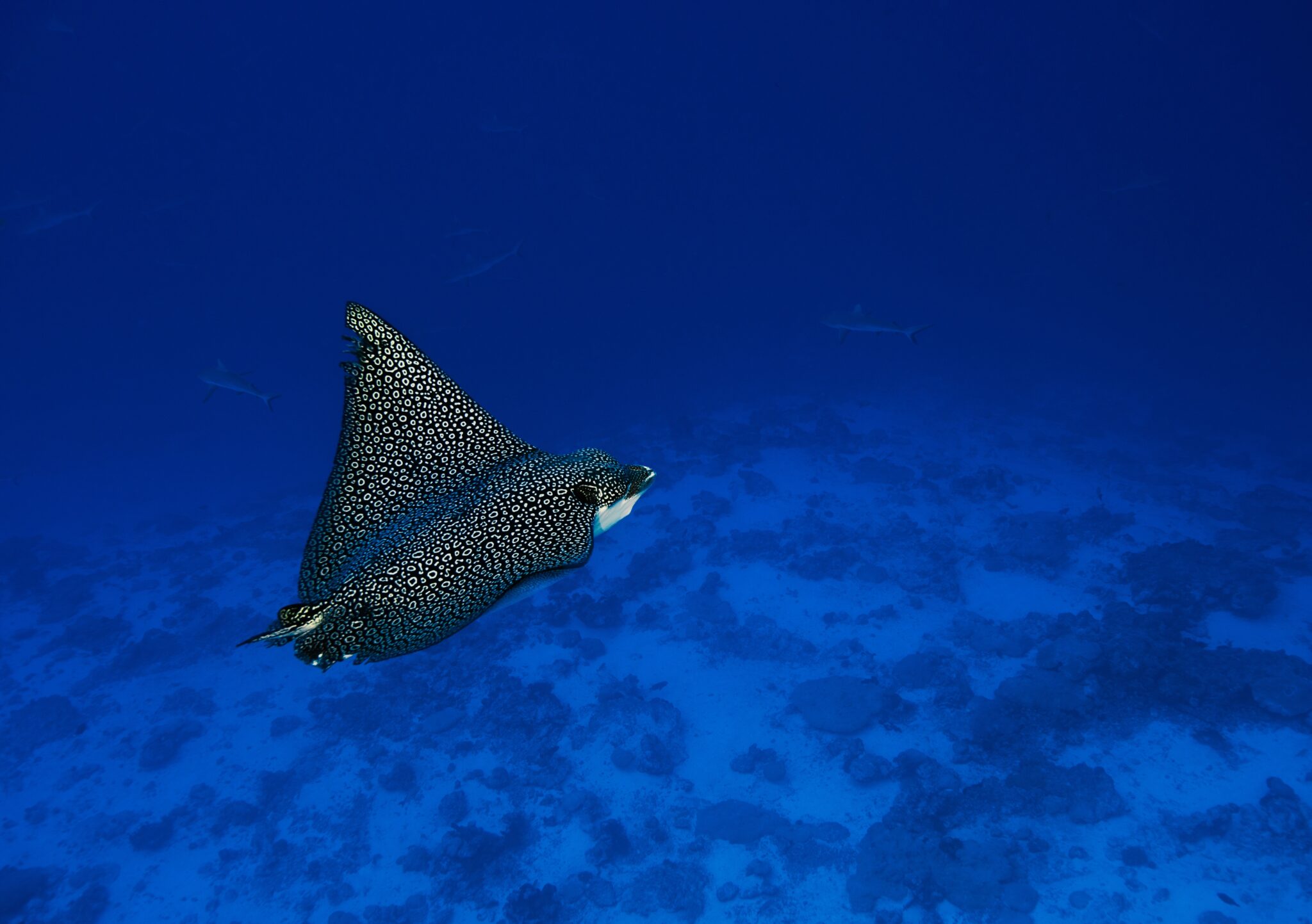 Eagle ray at Tiputa Pass in Rangiroa