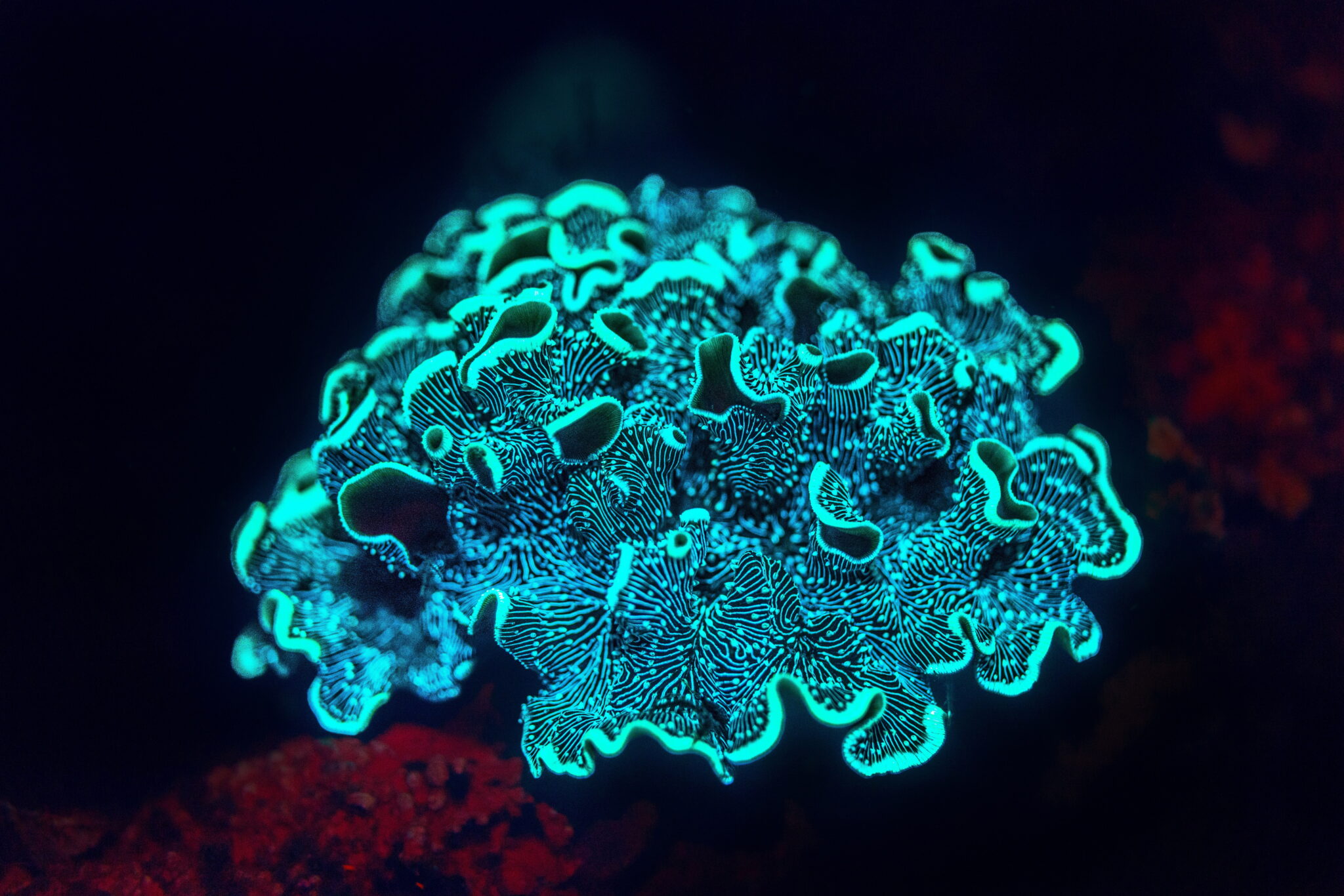 a coral lit up with a Fluorescent light during Fluorescence fluo diving