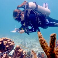 A diver in Panama hovers over a coral reef making notes on an underwater slate