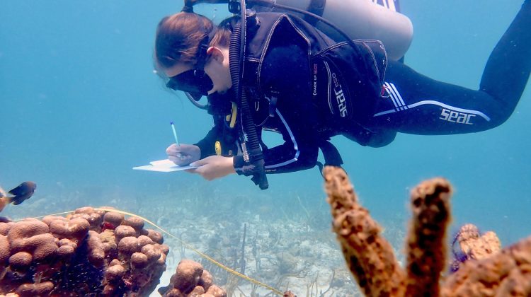 A diver in Panama hovers over a coral reef making notes on an underwater slate