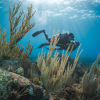 Two divers explore the Caribbean sea, swimming past a seafan and other soft corals