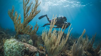 Two divers explore the Caribbean sea, swimming past a seafan and other soft corals