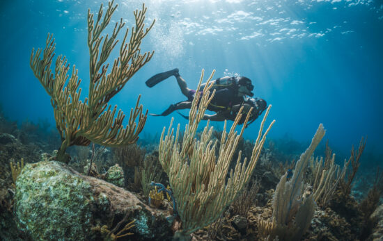 Two divers explore the Caribbean sea, swimming past a seafan and other soft corals