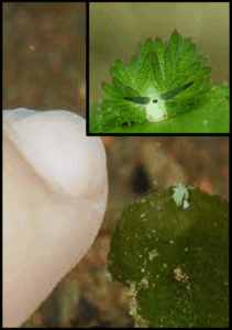 「羊肖恩」海蛞蝓 (Costasiella kuroshimae) 及其葉狀棲息地的圖片