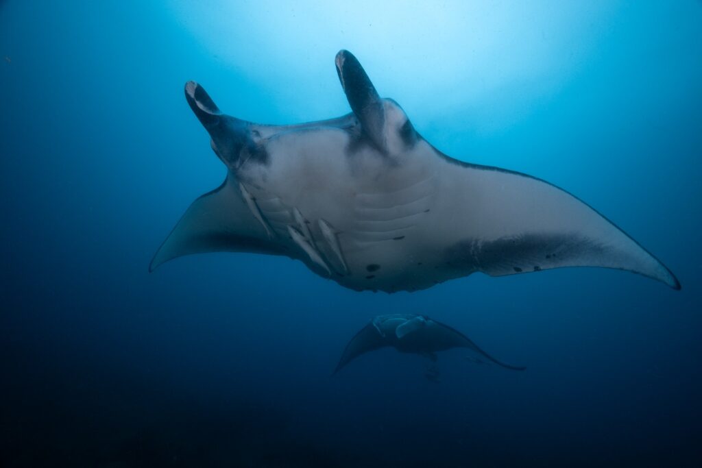 Two mantas swim through the waters of Mozambique, photographed underwater