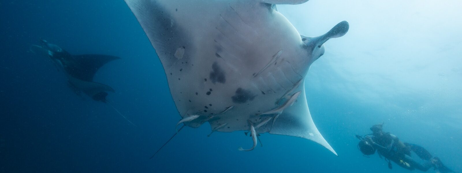 A luta para salvar as raias-manta de Moçambique – sua voz pode ajudar