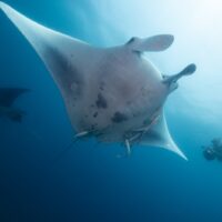 Zavora of the Marine Megafauna Foundation photographs manta rays underwater in Mozambique