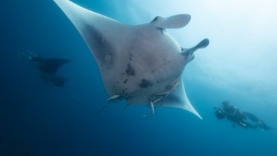 Zavora of the Marine Megafauna Foundation photographs manta rays underwater in Mozambique