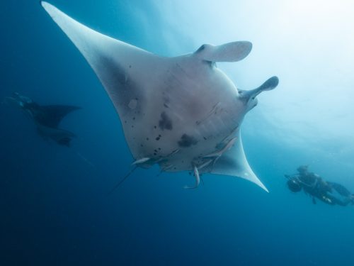 Zavora of the Marine Megafauna Foundation photographs manta rays underwater in Mozambique