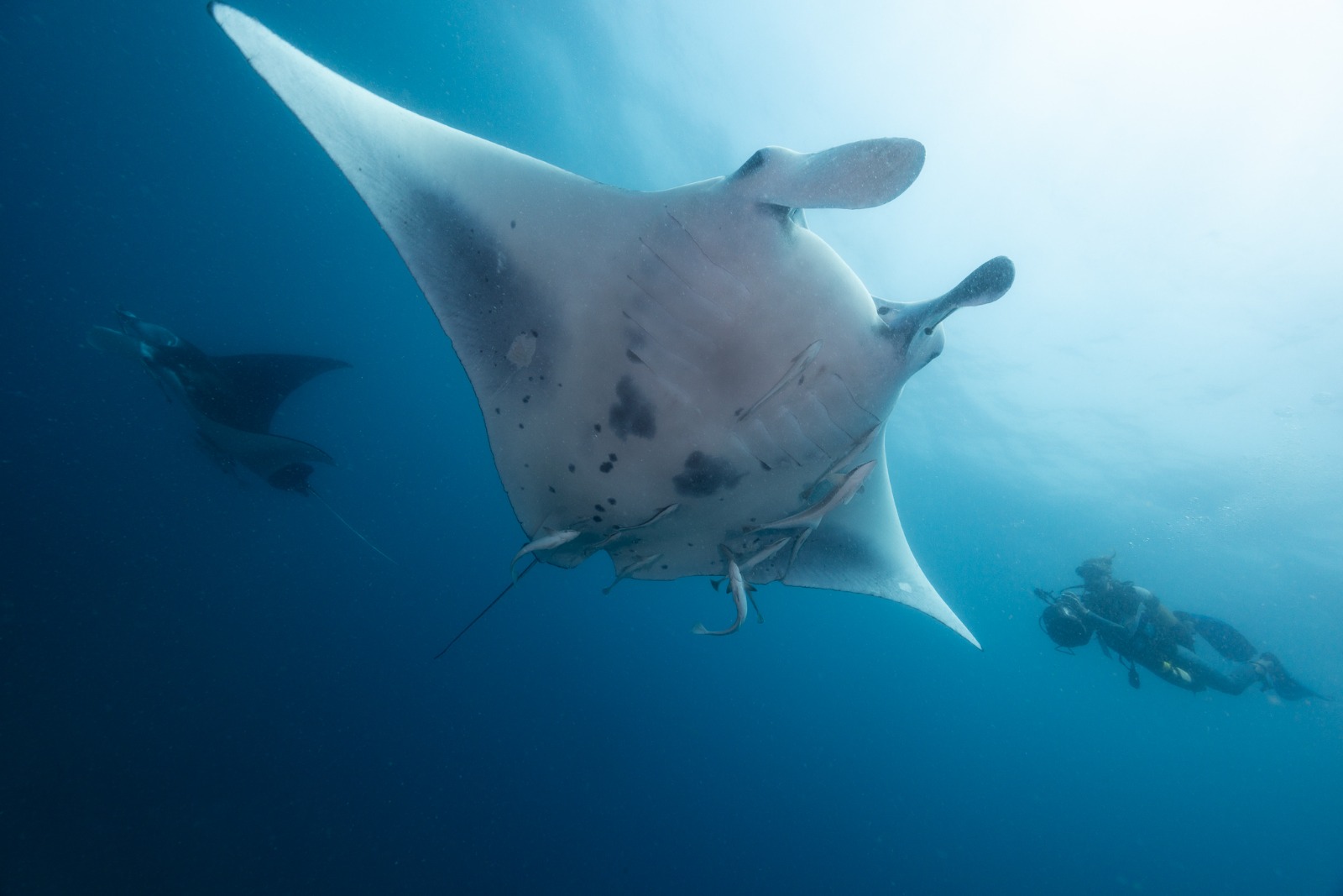 Zavora of the Marine Megafauna Foundation photographs manta rays underwater in Mozambique