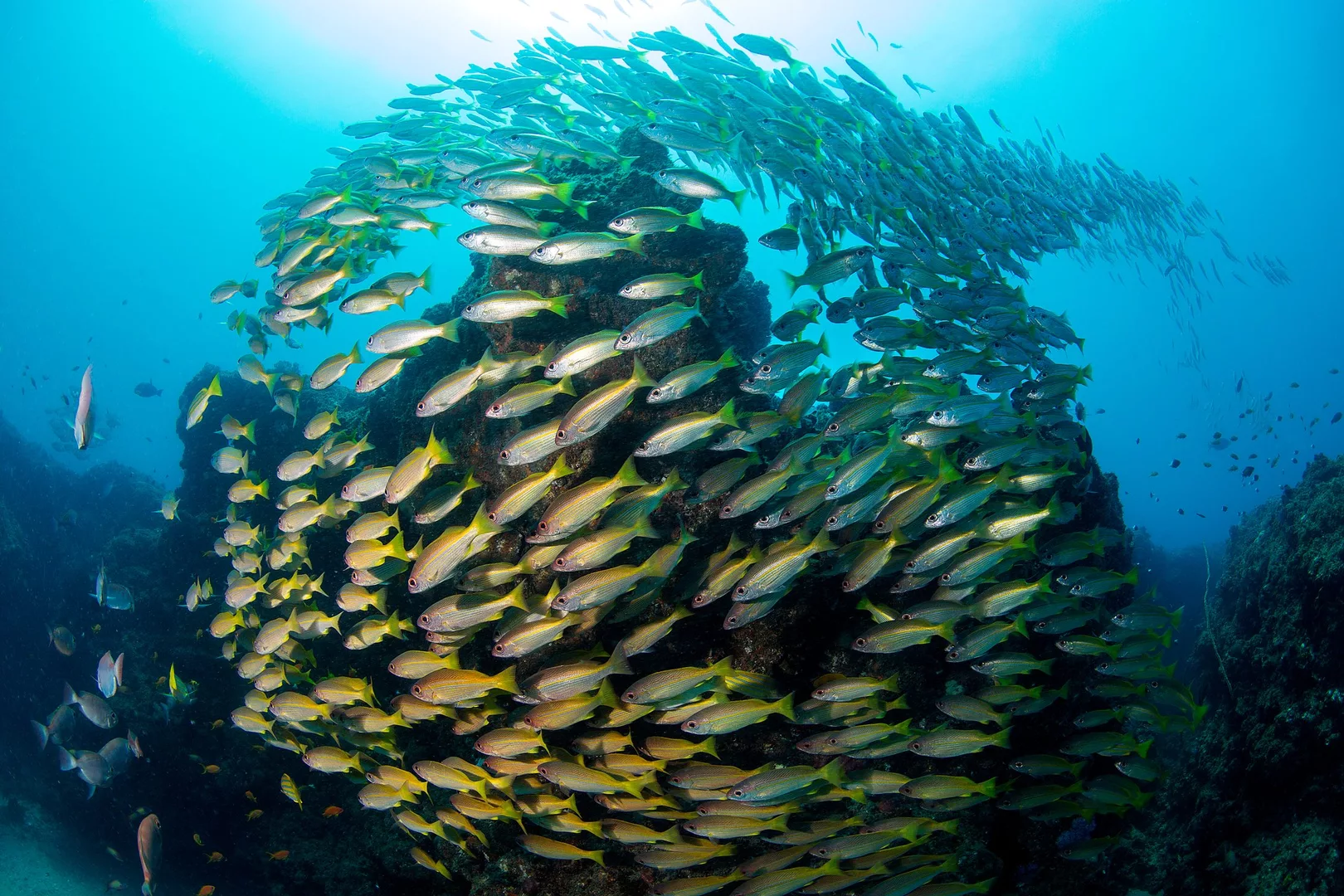 school of fish mozambique