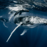 A mom and calf humpback whale are in the foreground, and a male is in the background. The water is dark and clear.