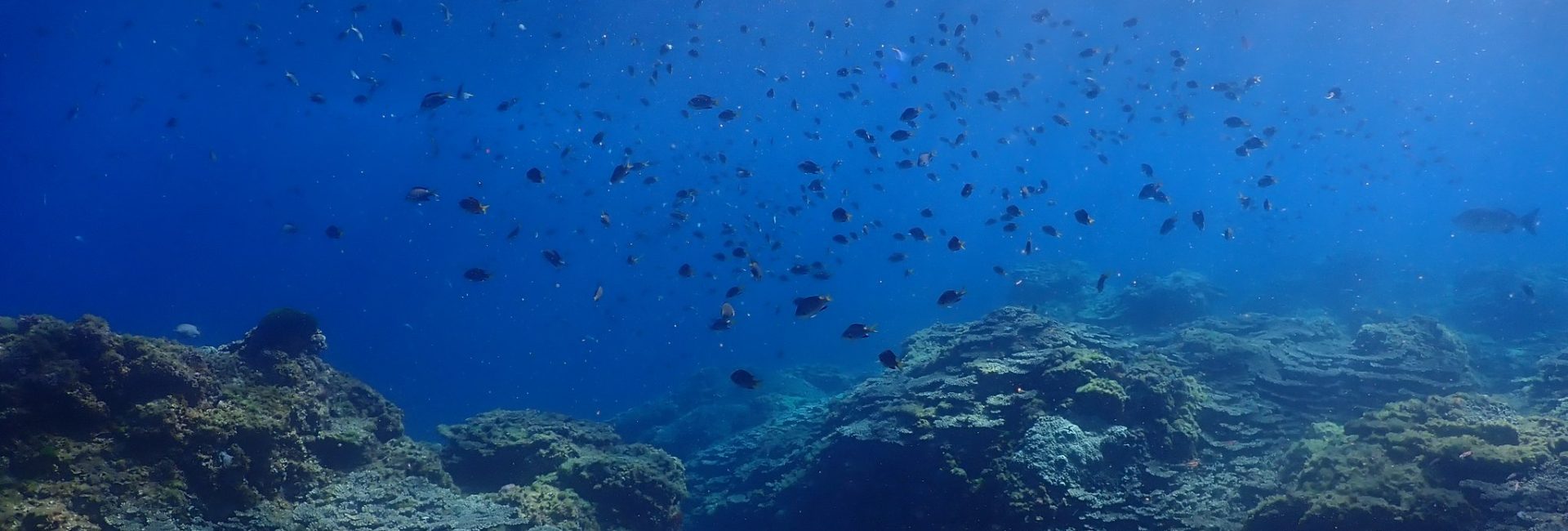 八丈島のダイビング・コミュニティを支えよう