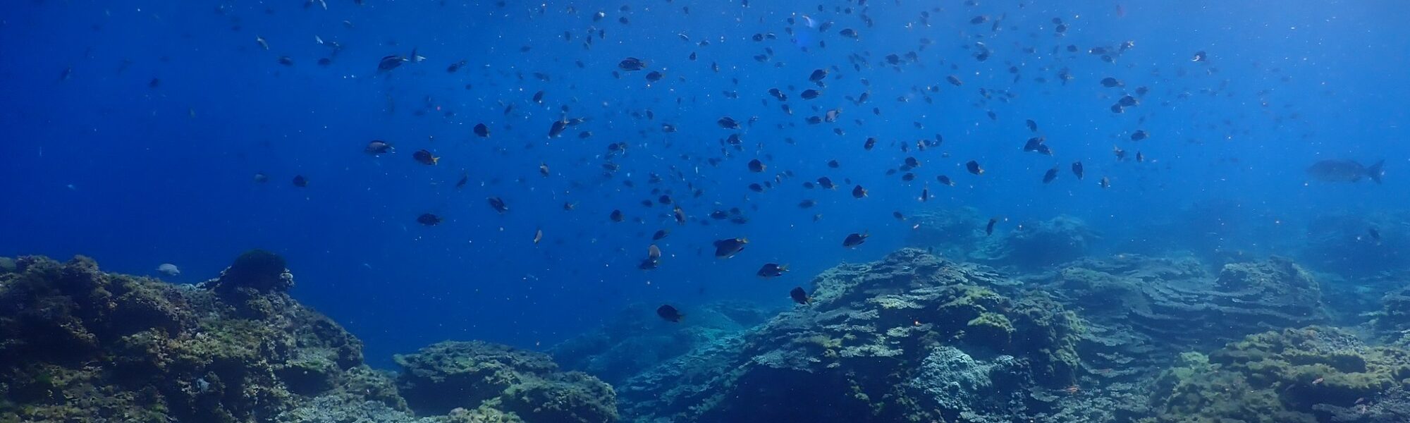 八丈島のダイビング・コミュニティを支えよう