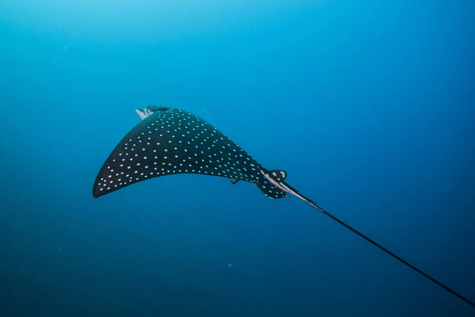 eagle ray mozambique ponta do ouro