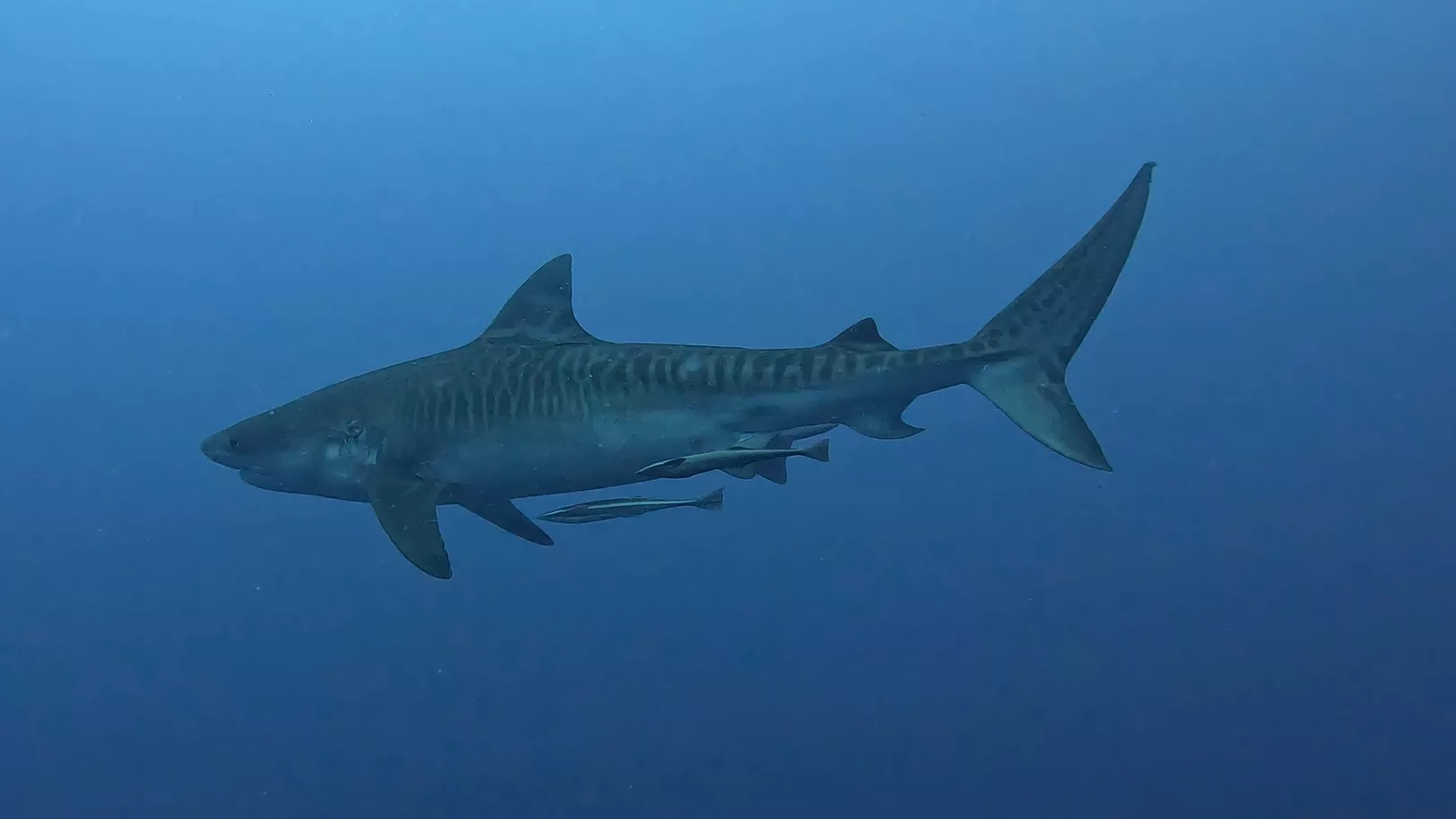 tiger shark ponta do ouro mozambique