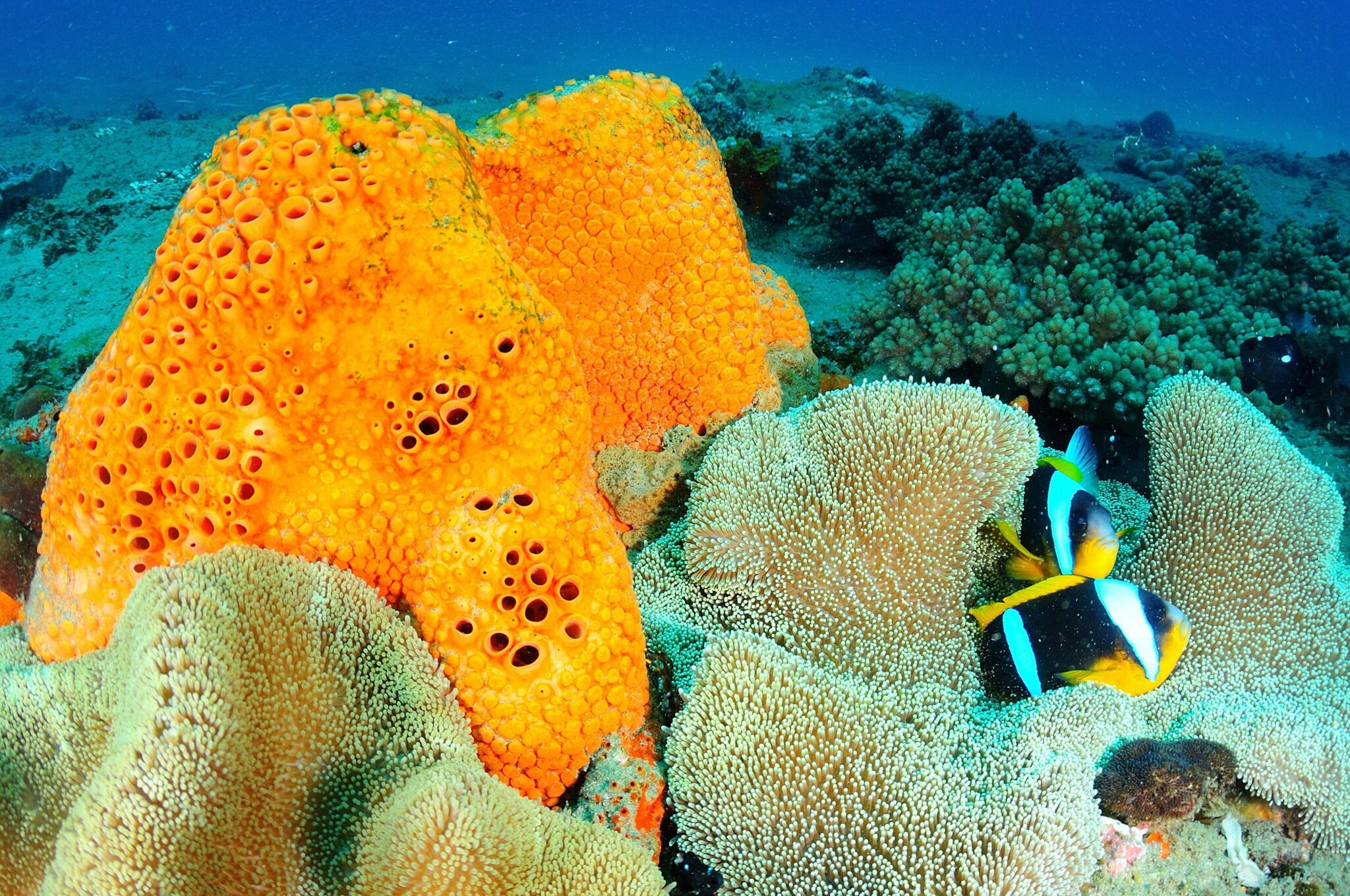 fish in mozambique ponta do ouro