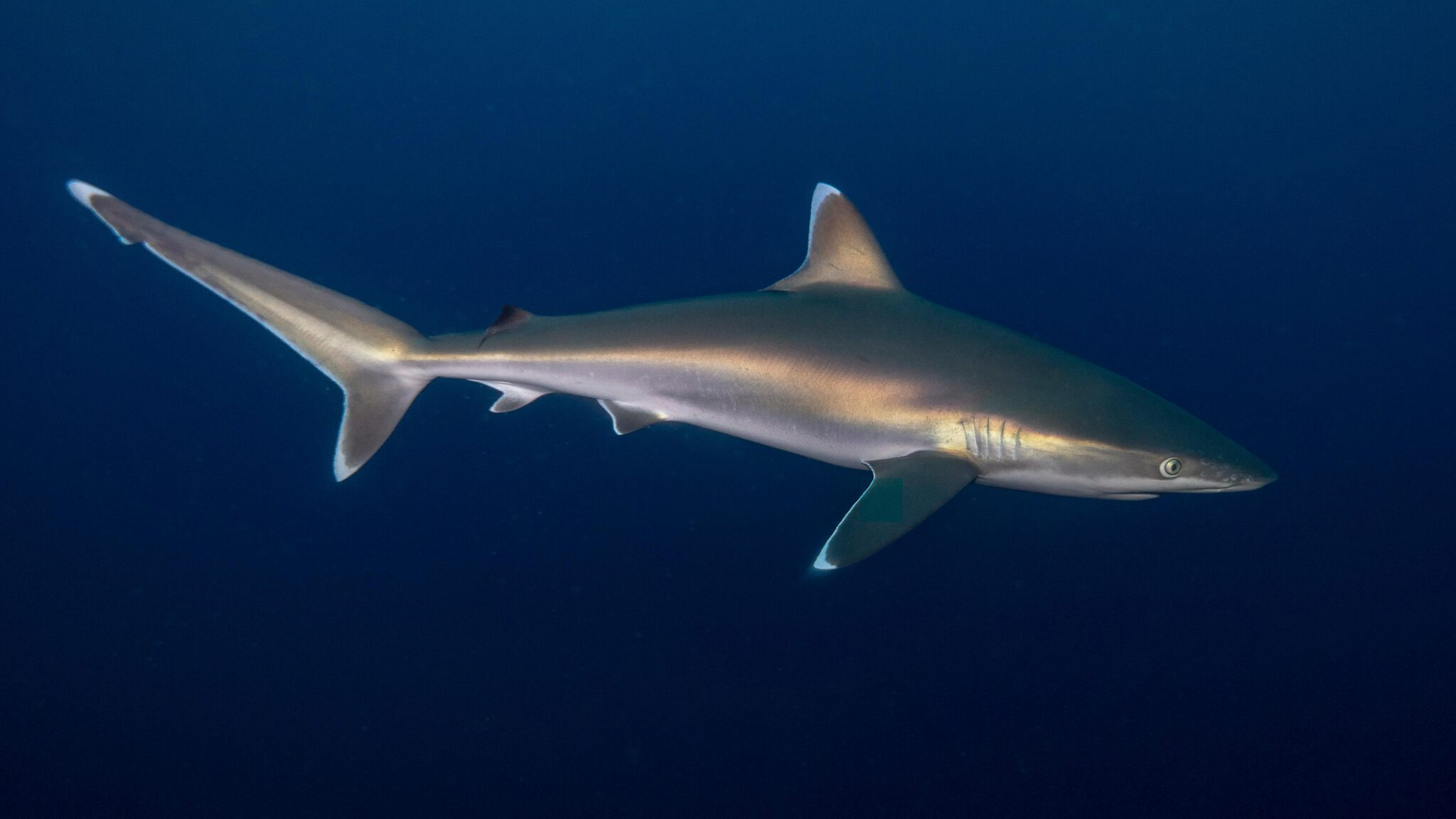 shark mozambique ponta do ouro