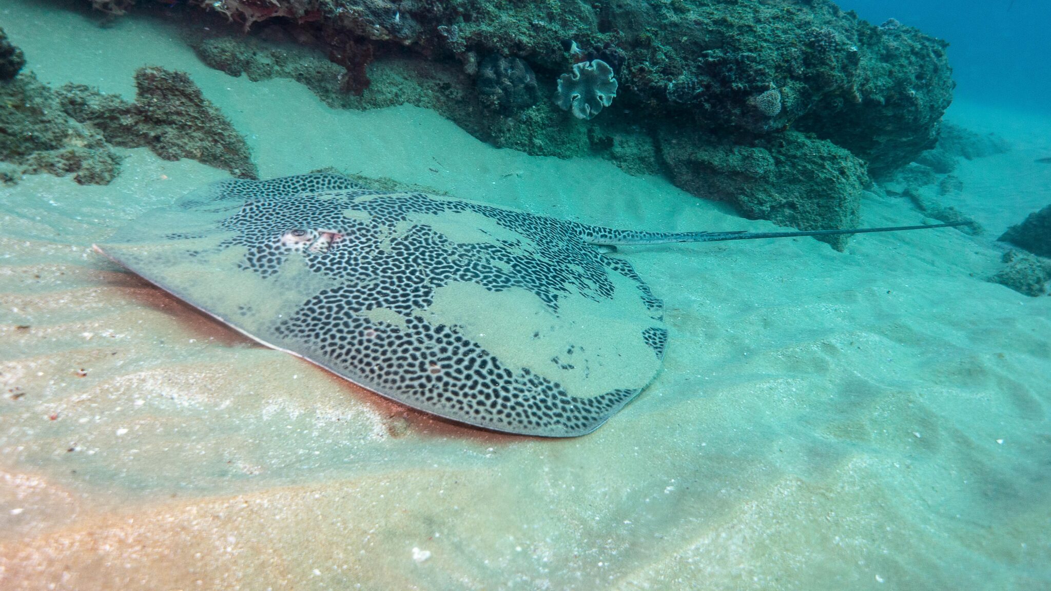 stingray in sand mozambique ponta do ouro
