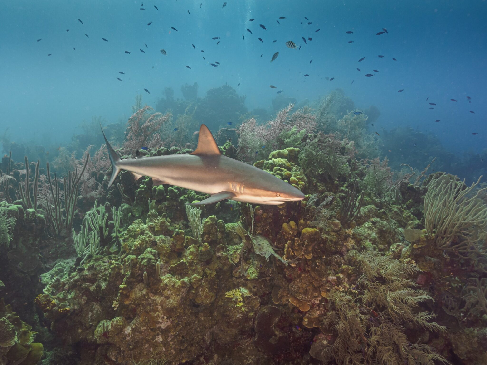 A caribbean reef shark swims in front of a coral head