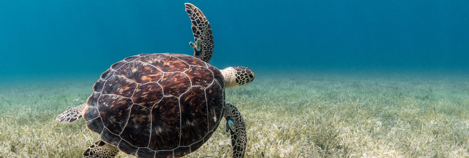 A Scuba Diver’s Guide to Marine Life in Puerto Rico