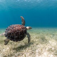 A sea turtle swimming over a seabed of sand and sea grass in Puerto Rico