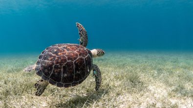 A sea turtle swimming over a seabed of sand and sea grass in Puerto Rico