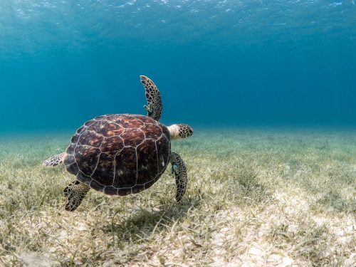 A sea turtle swimming over a seabed of sand and sea grass in Puerto Rico