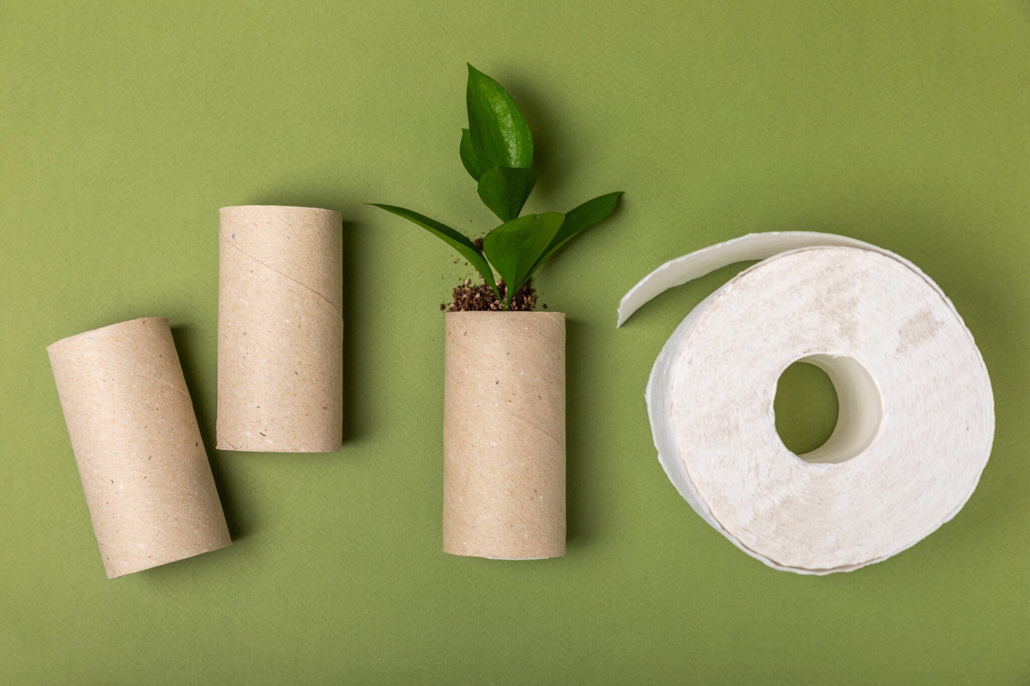 Empty toilet paper roll. Empty toilet paper rolls and plant for on background. Paper tube of toilet paper. Place for text. Copy space. Flat lay. Eco-friendly reuse recycle