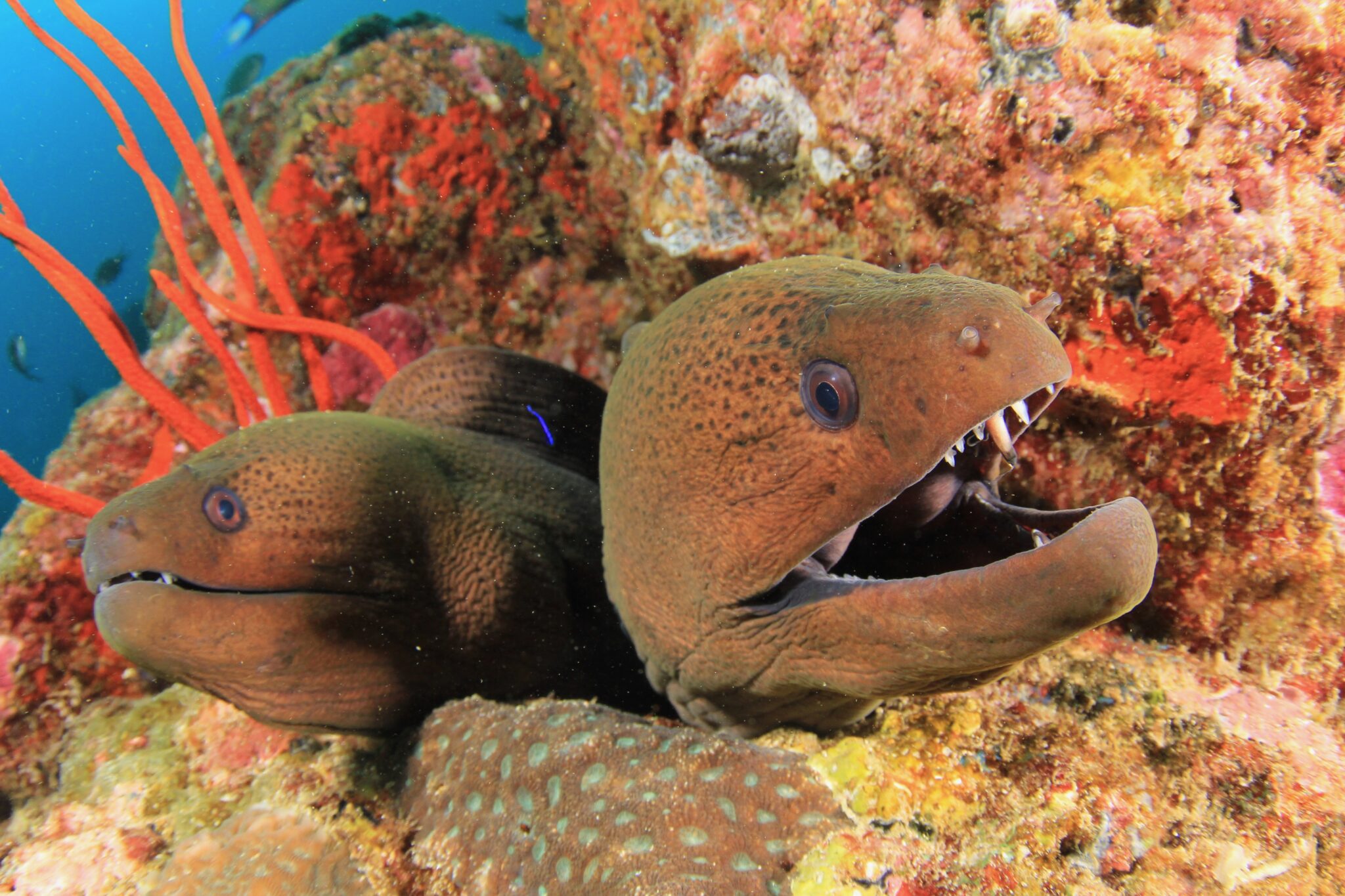 Pair Giant Moray Eels