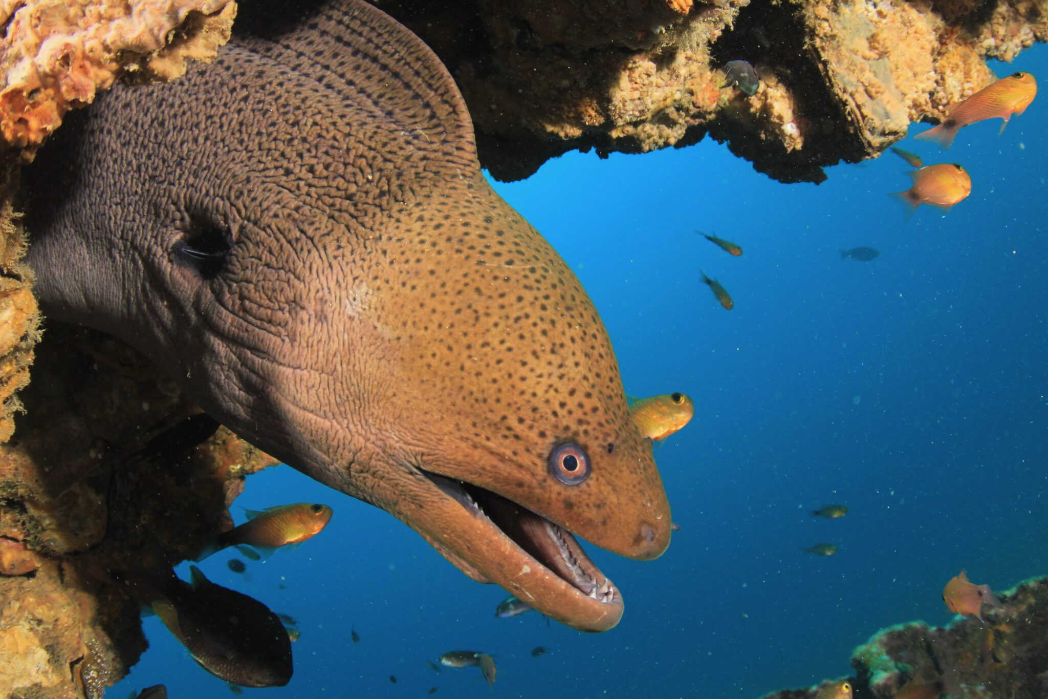 Moray Eel