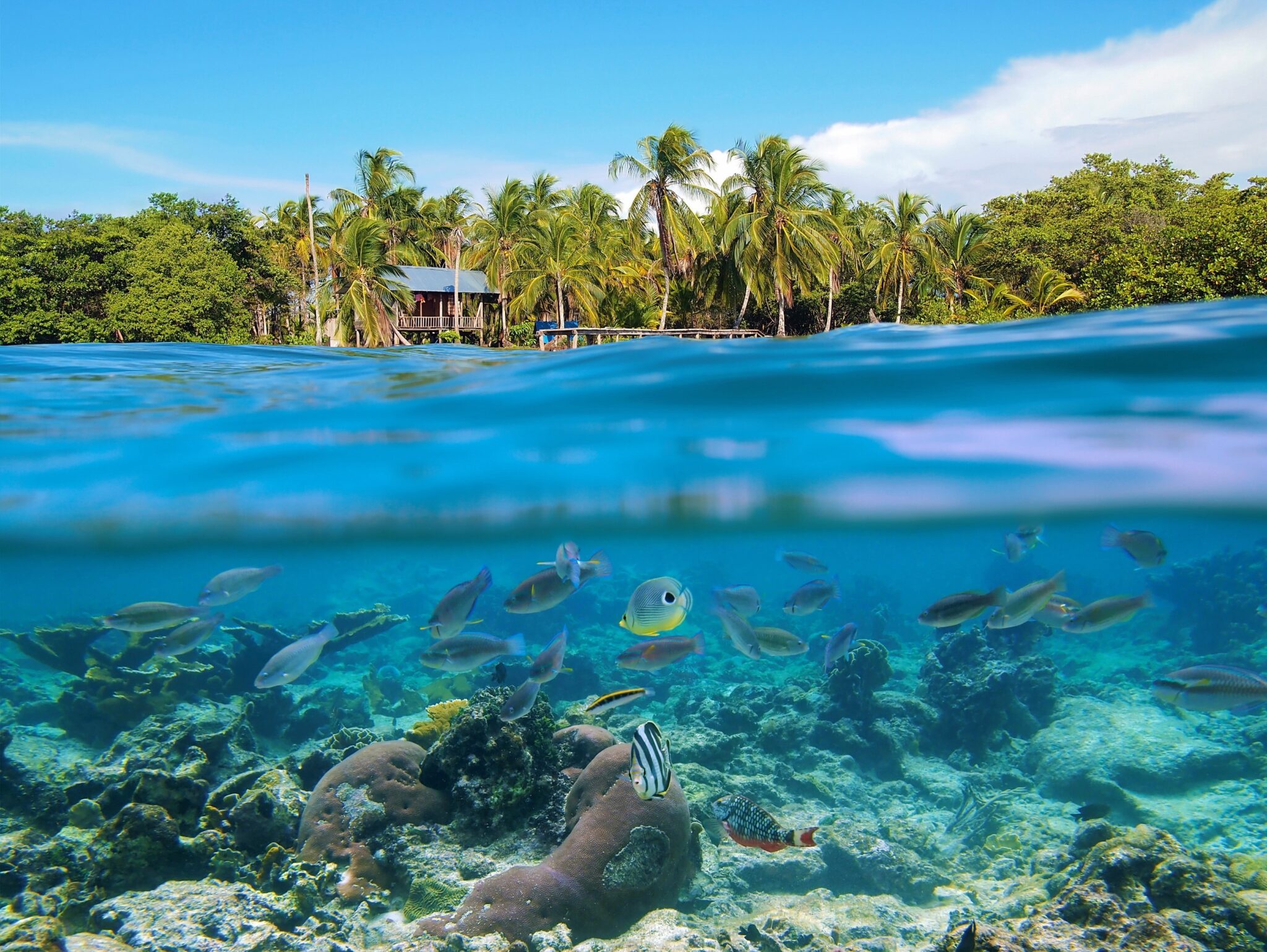 Above and below sea surface tropical coast with a hut and coconut trees over water and coral with a shoal of fish underwater, Caribbean sea, Central America, Panama