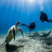 two divers in Egypt observe a sea turtle underwater