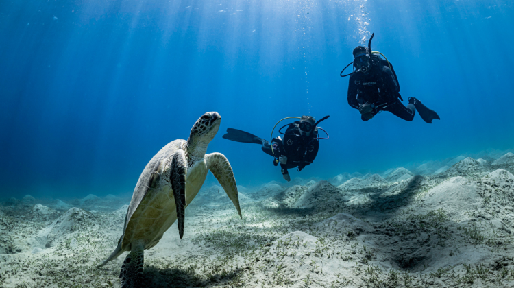 two divers in Egypt observe a sea turtle underwater