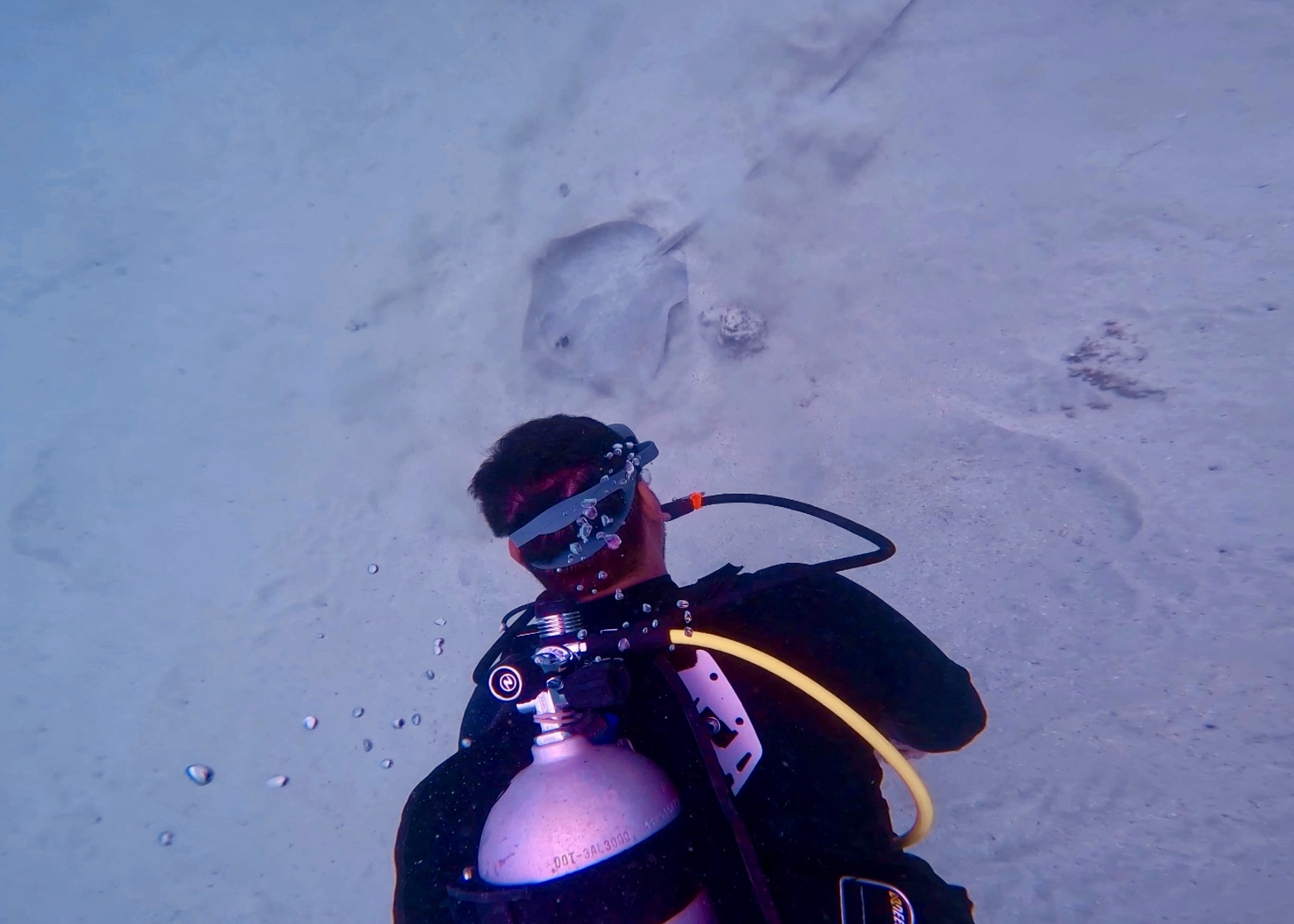 Course Director Mudasir Wajid spots a stingray in distress in the sand