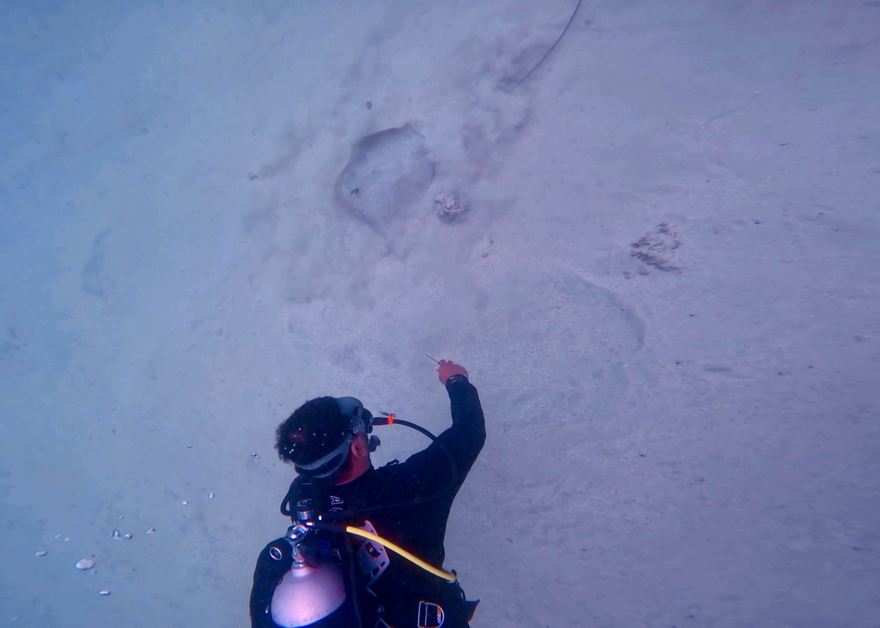 Course Director Mudasir Wajid spots a stingray in distress in the sand