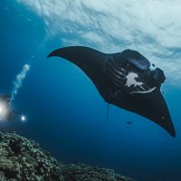 Manta ray swimming over a reef shot from below