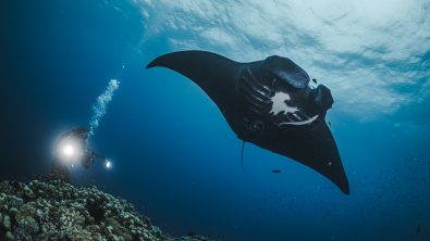 Manta ray swimming over a reef shot from below