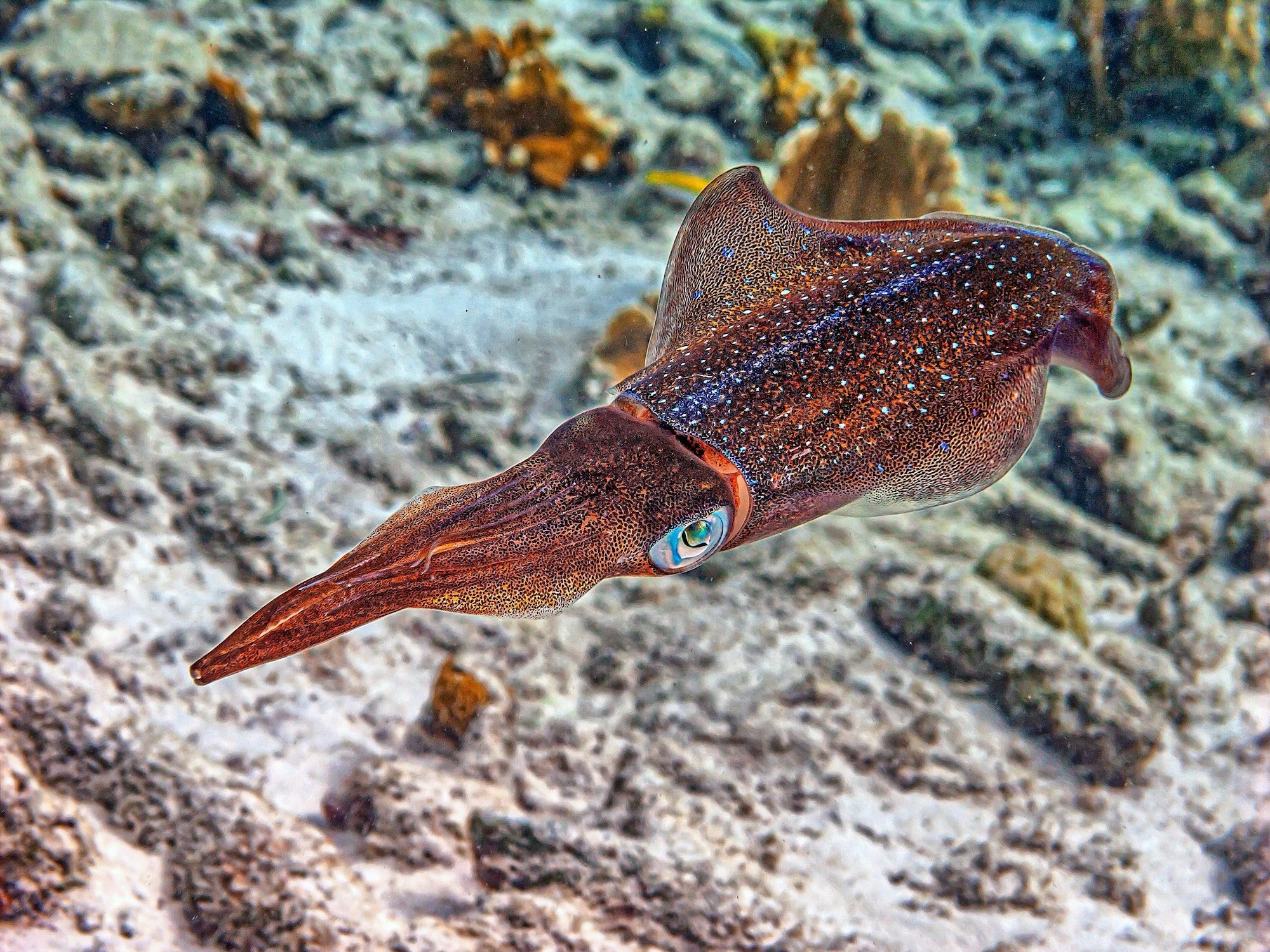caribbean reef squid
