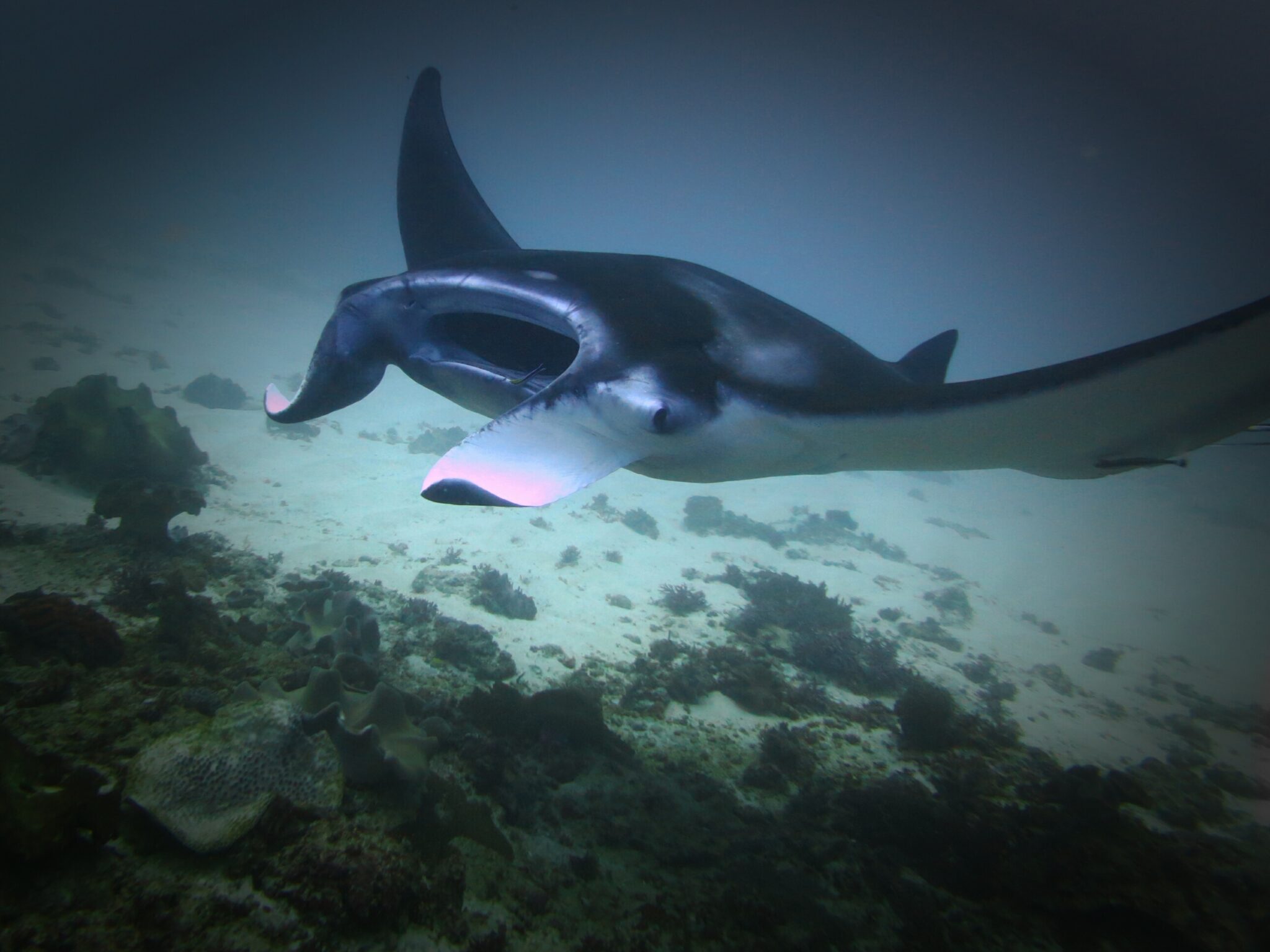 Manta ray swimming over a reef